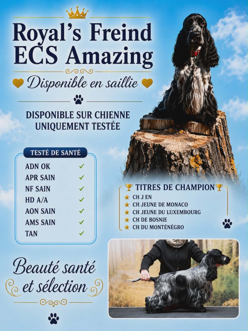 Disponible pour saillie