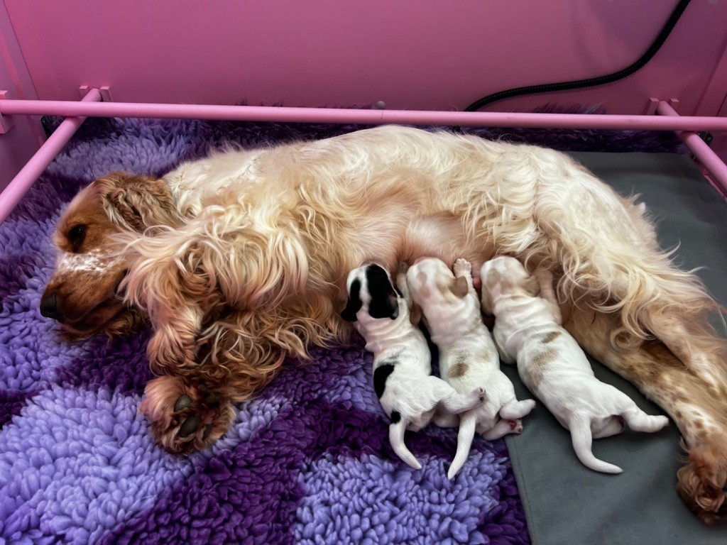 Naissance des chiots de Shinning 