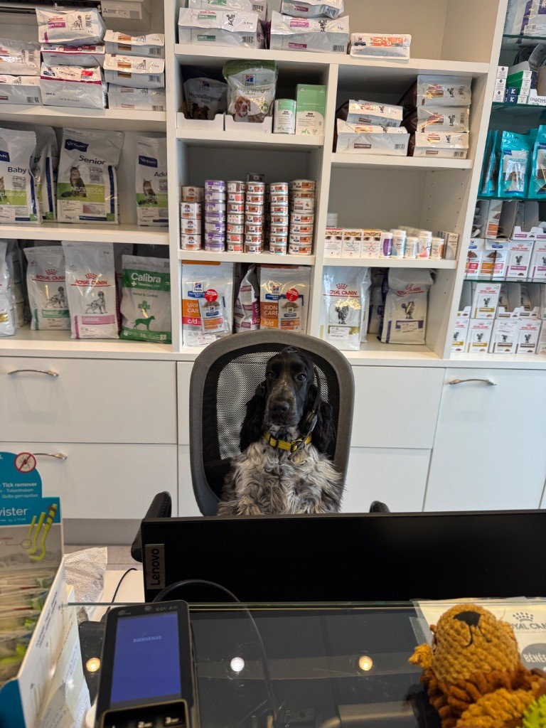 Assistant en chef 