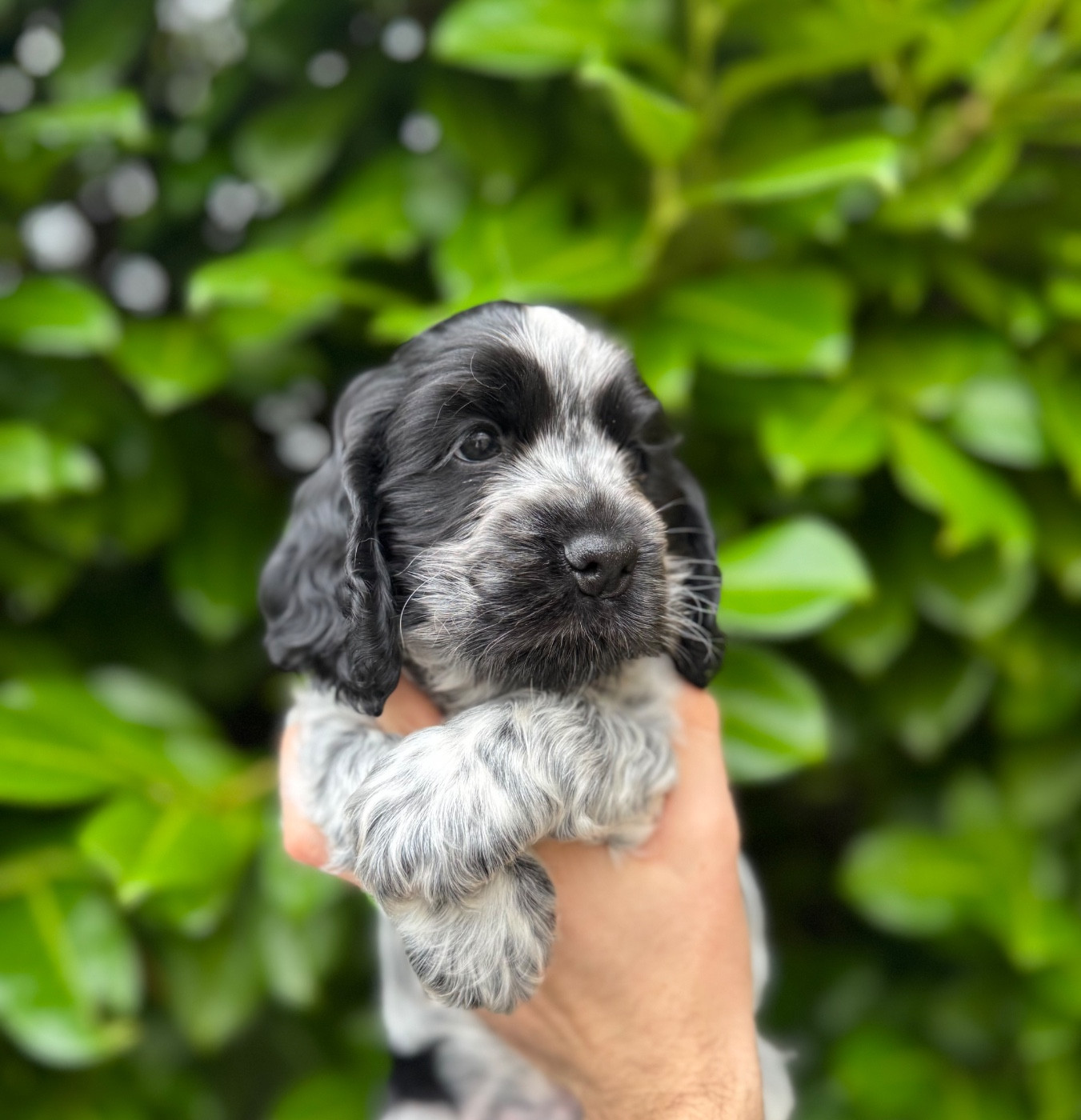 La Vallée De Rainbow - Chiots disponibles - Cocker Spaniel Anglais