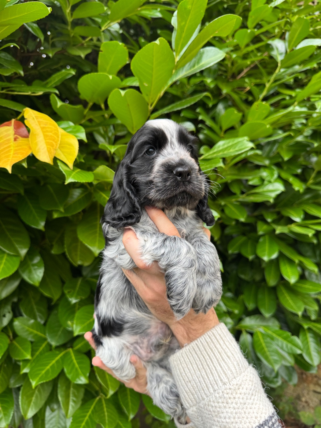 La Vallée De Rainbow - Chiots disponibles - Cocker Spaniel Anglais