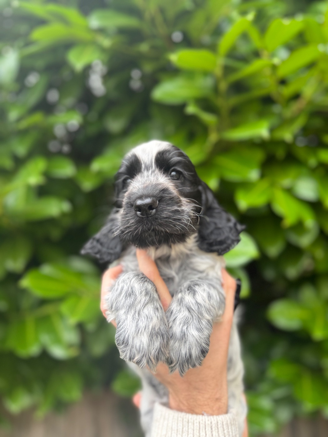 La Vallée De Rainbow - Chiots disponibles - Cocker Spaniel Anglais