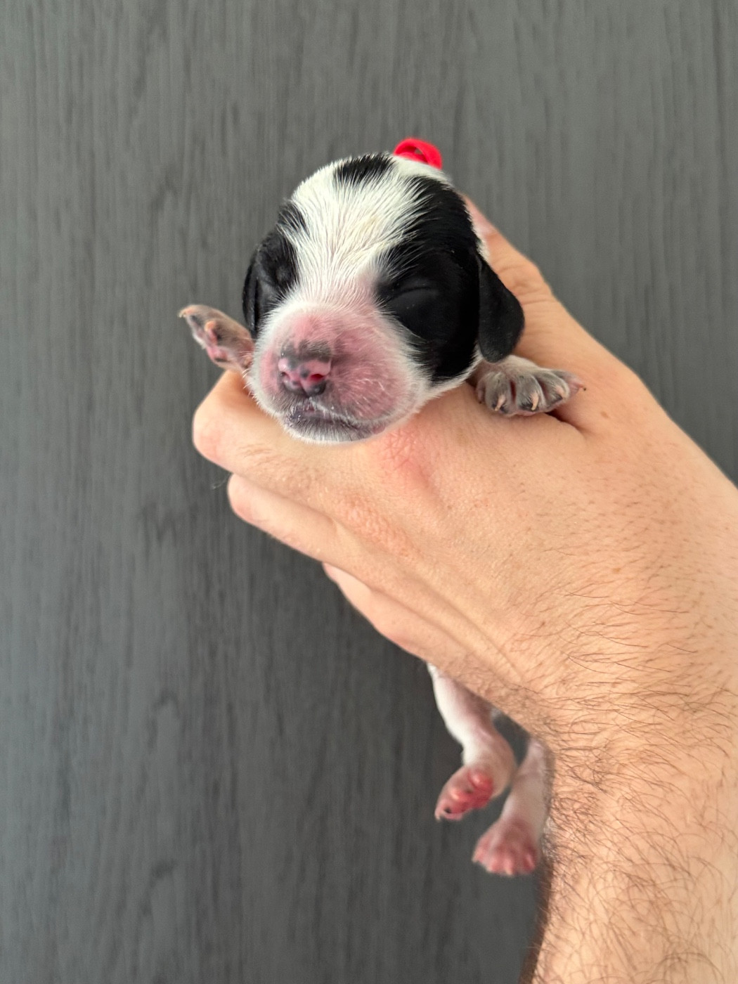 La Vallée De Rainbow - Chiots disponibles - Cocker Spaniel Anglais
