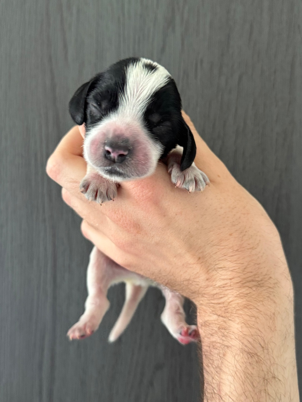La Vallée De Rainbow - Chiots disponibles - Cocker Spaniel Anglais