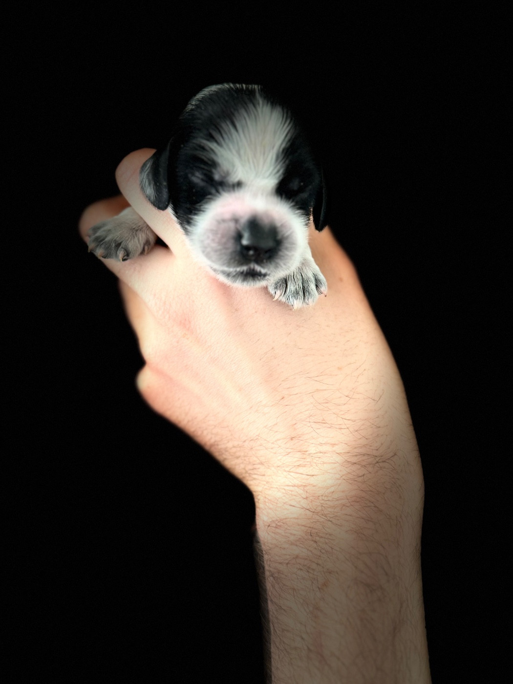 La Vallée De Rainbow - Chiots disponibles - Cocker Spaniel Anglais